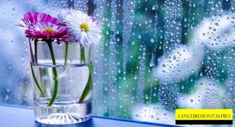 Klausiate – atsakome. Kodėl rasoja plastikiniai langai?